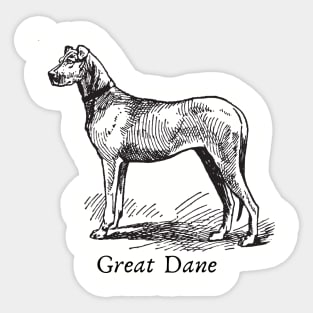 Great Dane Vintage Sketch Sticker